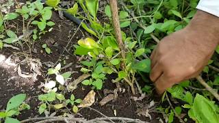 TBOF  Mixed Crop Orchard  8 in 1  Biodiverse food forest [upl. by Salsbury727]