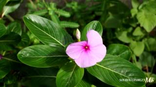 Catharanthus roseus  la pervenche de Madagascar [upl. by Aihtennek]