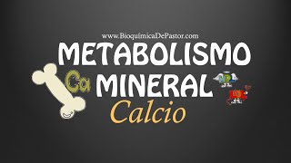 Metabolismo del Calcio  Bioquímica de Pastor [upl. by Llevrac]