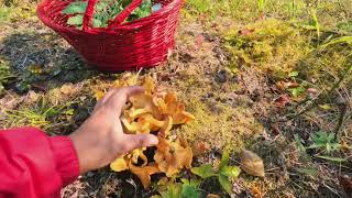 AUTUMN MUSHROOM HUNTING  THE LINDEMANS [upl. by Drislane244]