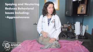 Ask A Vet Why should I have my rabbit spayed or neutered [upl. by Kissner]