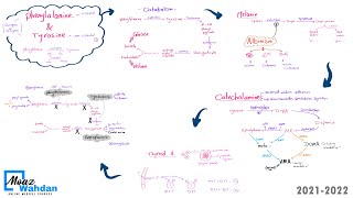 28 Phenylalanine amp Tyrosine metabolism part 03 Moaz Wahdan [upl. by Nemracledairam]