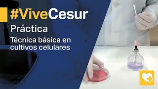 Técnicas básicas CULTIVOS MICROBIOLÓGICOS 🧫 Descubre las distintas clases de cultivos celulares 🔬 [upl. by Elatan744]