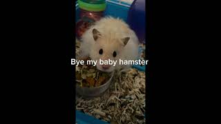 Bye my hamster 😭 emotional hamsters death [upl. by Aidni847]