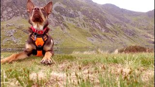 Cadair Idris Penygadair Drone Flight [upl. by Amari]