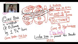 PACKAGING OF DNA  Nucleosome model  Molecular basis of Inheritance  Dipenism [upl. by Nevetse67]