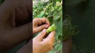 Harvesting fresh hazelnuts from the farm🌰 hazelnuts plants shorts [upl. by Taka395]