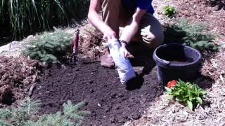 How to Plant Campsis Radicans Orange Trumpet Creeper [upl. by Emanuele]