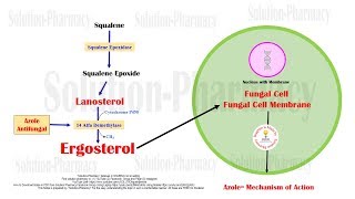 Azole  Imidazole and Triazole Mechanism of Action  Antifungal Medicines  Azole Antifungal Drugs [upl. by Parette]