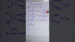 Malonic ester synthesis of Amino acids ORGANIC CHEMISTRY BSc SECOND YEAR SEMESTER IV [upl. by Kasey]