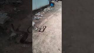 Male dog snake snake bite dog [upl. by Jaddo]