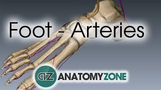 Foot Arteries  3D Anatomy Tutorial [upl. by Anehsat850]