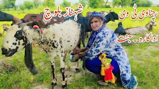 Goat milking  Shehnaz Baloch Rachnavi Tv Actress  Village Life Pakistan  Jannat Vlogs [upl. by Alla]