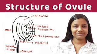 structure of ovule  structure of ovule  detailed notes   By Jyoti Verma [upl. by Whyte253]