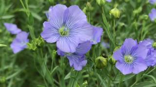 FLAX amp LINSEED [upl. by Nisay]