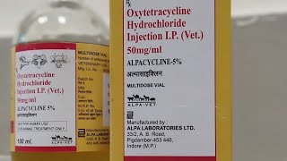 oxytetracycline injection uses in hindi oxytetracycline injection veterinary uses in hindi [upl. by Viradis843]