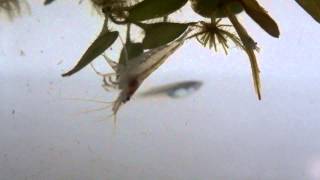 Freshwater shrimp feeding Paratya compressa [upl. by Ahseela]