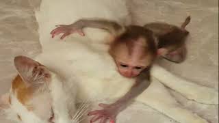 Cute Baby Monkey Wins Hearts Everywhere [upl. by Cherye]