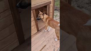 ДОГ ХАУС  СВОИМИ РУКАМИ ДЛЯ СОБАКИ dog doghouse doglovers woodworking amor music собака diy [upl. by Mraz]