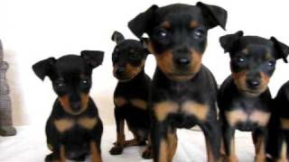 chiot pinscher toy [upl. by Annahc]