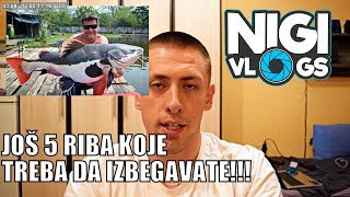 Još 5 Riba Koje Bi Ste Trebali Izbegavati U Početničkom Akvarijumu NigiVlogs [upl. by Allix]