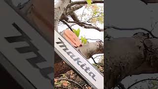 Effortless Precision  Makita LXT Pole Saw  Demo [upl. by Harriman]