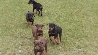 Doberman Pinscher Puppies Dogs For Sale In Jacksonville Florida FL 19Breeders Orlando [upl. by Osithe225]