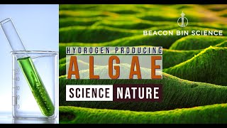 Hydrogen producing Algae  Next generation energy production [upl. by Siraf]