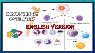 Immunity overview English version  innate and adaptive immunity  immune cells and their function [upl. by Tterrag]