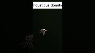 Mousticus domesticus 😂😂😂🤣 [upl. by Anivol]