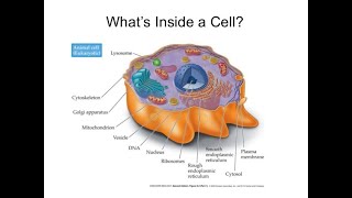 Organelles song quotcell cityquot [upl. by Adneram770]