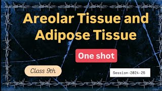 Class 9  Chapter 2 Tissue  Areolar tissue and Adipose tissue explanation in detail [upl. by Hike]