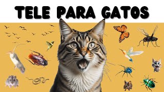 Juegos para Gatos  Ratones Cucarachas Pájaros y Mucho Más TV Para Gatos [upl. by Thevenot]