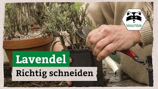 Lavendel richtig schneiden [upl. by Adnyleb]