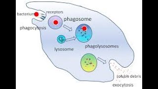 Innate immunity  Phagocytosis process  NK cells [upl. by Ardyce]