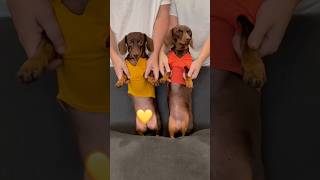 KSI REMIX by Dancing DACHSHUNDS minidachshund dance trend dachshund funny cute dog [upl. by Nigrom259]