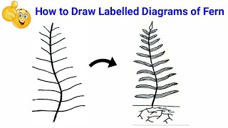 how to draw fern  how to draw ferns step by step  how to draw fern diagram  fern diagram [upl. by Yelsha]