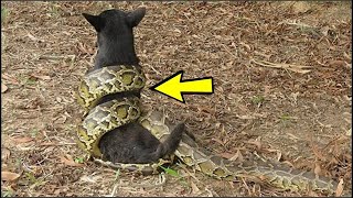 ¡La Serpiente Venenosa Retorció Al Perro ¡Pero Entonces Sucedió Lo Impensable [upl. by The3]