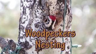 Woodpeckers Building a Nest  Nesting [upl. by Cirdek]