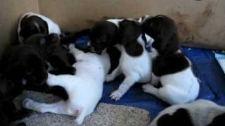 AKC German shorthaired Pointer Puppies 3 Weeks old playing [upl. by Naraj]