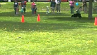 Border Collie following Whistle commands [upl. by Onaicnop]