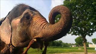 Hathi Gaon Elephant Village in Jaipur Rajasthan [upl. by Syah]