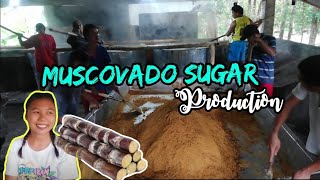 How is Muscovado Sugar being processed  Patnoñgon Antique [upl. by Meeharbi59]