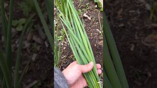 Harvesting Our Bunching Green Onions So Easy to Grow and Cut Grocery Costs backyardgardening [upl. by Arlie]