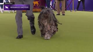 Bergamasco Sheepdogs  Breed Judging 2024 [upl. by Ahsatin]