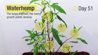 Soybean Herbicide Application Timing on Waterhemp [upl. by Yentruocal248]