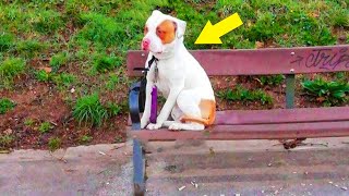 A Woman Abandoned Her Dog In The Park But The Reason Behind It Make You Cry [upl. by Steffin]