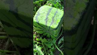 💀Making a square watermelon shorts watermelon [upl. by Eisso726]