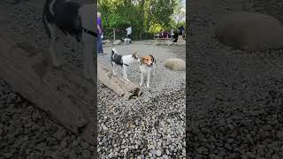 Cute Beagle’s Fun Day at the OffLeash Dog Park [upl. by Izy]