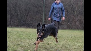 Charis RZV Hovawart Obedience Klasse 1 2805 quotvquot [upl. by Leumhs]